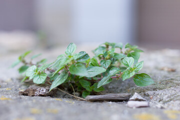 approach photo of Minuscule vegetables