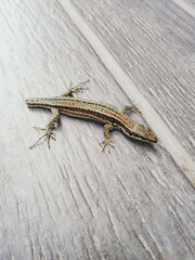 Reptiles french lizard with avocado tones