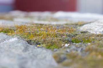 approach photo of Minuscule vegetables