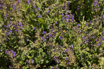 Intense green spring flowers and plants.