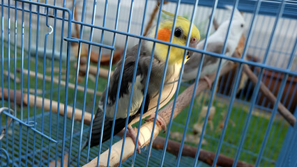 A gray cockatiel and a white faced pied cockatiel standing behind metal bars, inside a cage.