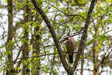 Bird Among Trees in the Forest 