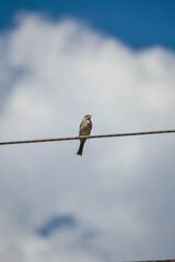 bird on a wire