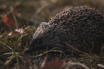 hedgehog in the grass