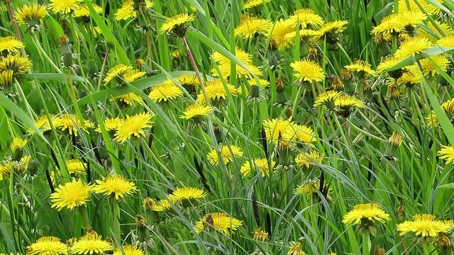 Lawn kulbaba yellow-green background Leontodon