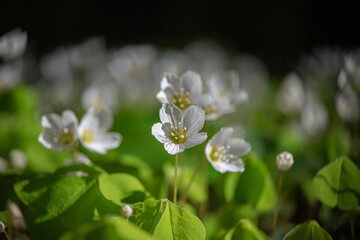 Flowers of wild strawberry on a sunny day, close up