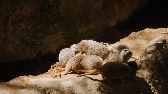 The meerkats play with each other and then run away, one lying on the ground.