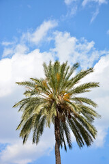 Palmier dans le ciel