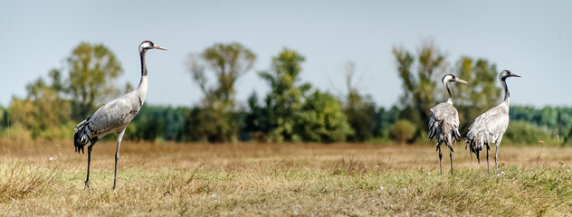 Fototapeta premium A flock of common cranes (Grus grus) in the Hortobágy National Park in Hungary