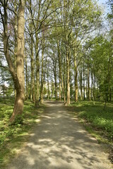 Fototapeta na wymiar Chemin paisible sous la végétation luxuriante du parc de Laeken au nord de Bruxelles Capitale Région 