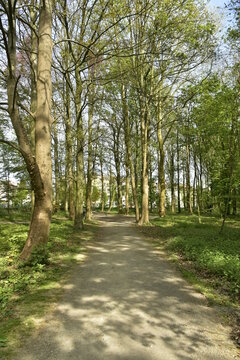 Chemin paisible sous la végétation luxuriante du parc de Laeken au nord de Bruxelles Capitale Région © Photocolorsteph