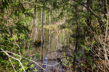 Forest river with fallen and green conifers and a perfect reflection in the water on a summer day.