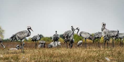 Fototapeta na wymiar A flock of common cranes (Grus grus) in the Hortobágy National Park in Hungary