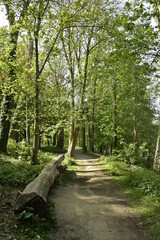 Chemin paisible sous la végétation luxuriante du parc de Laeken au nord de Bruxelles Capitale Région
