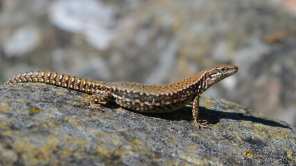 lizard on the stone