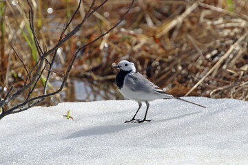 Male white wagtail in spring in the Arctic zone of Russia