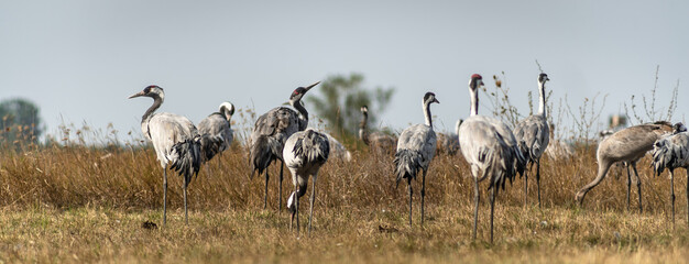 A flock of common cranes (Grus grus) in the Hortobágy National Park in Hungary	