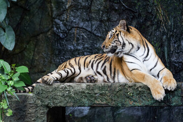 Obraz premium Close up bengal tiger is beautiful animal and dangerous in forest