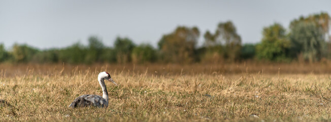 Obraz na płótnie Canvas A single common crane (Grus grus) in the Hortobágy National Park in Hungary