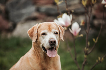 labrador dog portrait in magnolia