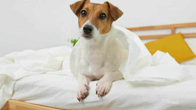 Dog lies on bed surprised on under white blanket looks with interest at owner morning looking camera. Jack Russel Terrier Pets. Care attention love for pets. Front view. Family concept