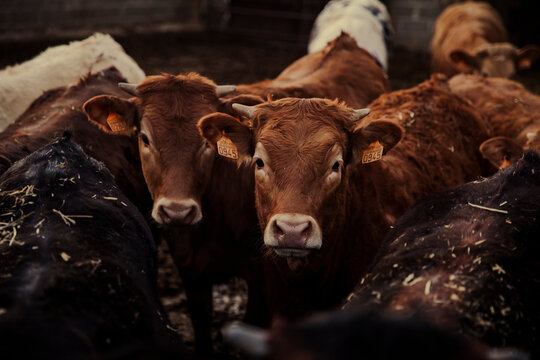 Cute calves standing together in corral on farm looking at camera