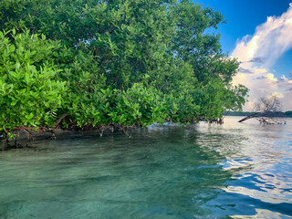 tropical mangrove trees and roots © Jaimie Peterson