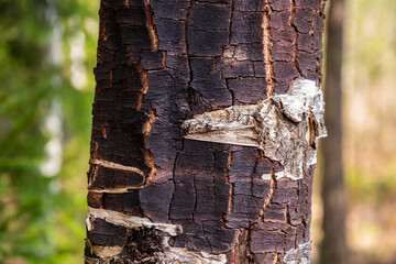 Close-up of a dead birch red bark. Birch bark with red color