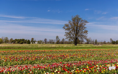 Fototapeta na wymiar Tall tree by the scenic Tulip fields at Holland, Michigan