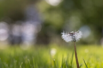 Obraz na płótnie Canvas Close up shot of Dandelion in the meadow