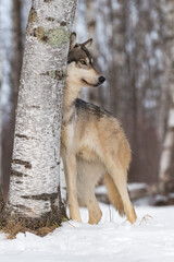 Grey Wolf (Canis lupus) Stands Behind Birch Tree Looking Right Winter