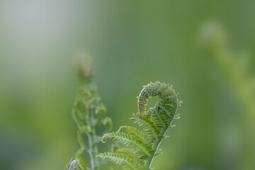 Close up shot of fresh Fern plant
