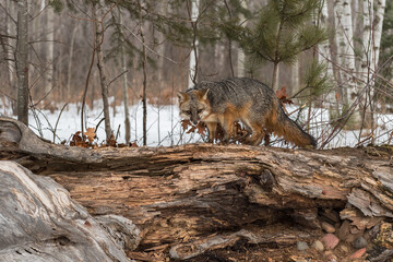 Grey Fox (Urocyon cinereoargenteus) Walks Left Across Top of Log Winter