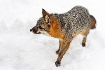 Naklejka premium Grey Fox (Urocyon cinereoargenteus) Looks Left Close Winter