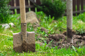 An old and dirty shovel stuck in the ground. Gardening tools on the lawn, and next to it you can see the trunk of an apple tree and boxwood bushes.