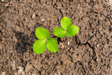 A small strawberry plant casts a shadow among the cracked, damp soil. Top view of the garden in which the berries grow.