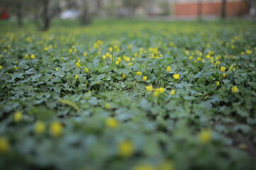 grass background with yellow small flowers. soft focus