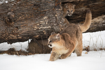 Female Cougar (Puma concolor) After Jumping Out of Log Winter