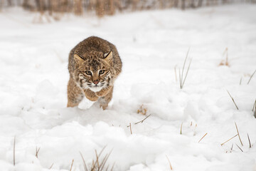 Bobcat (Lynx rufus) Pounces Straight Forward in Snow Winter