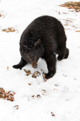 Black Bear (Ursus americanus) Slinks By Head Down Winter - obrazy, fototapety, plakaty