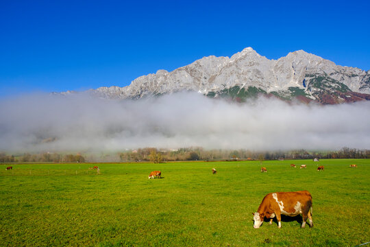 Fog floating over cattle grazing iat Grimming mountain on sunny day