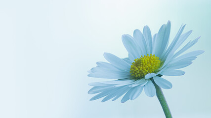 Naklejka premium Blume