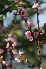 El rosa mas hermoso.