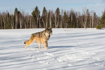 Grey Wolf (Canis lupus) Looks Out While Running Through Field Winter