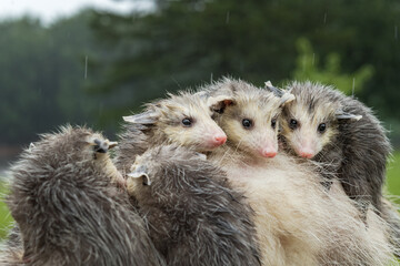 Fototapeta premium Wet Virginia Opossum Joeys (Didelphis virginiana) Lined Up Atop Mother in Rain Summer