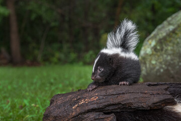 Striped Skunk (Mephitis mephitis) Kit Sits Atop Log Summer