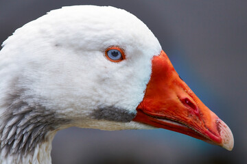 portrait of a white goose