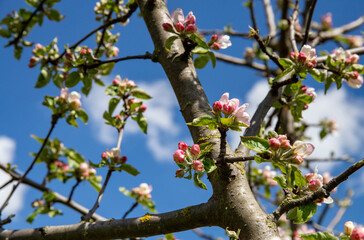 Spring, pink white flowers of the apple tree on the blue sky background.