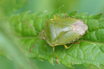 Closeup of the green shieldbug , Palomena prasina sitting on a leaf
