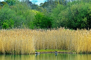 Fowl in natural park